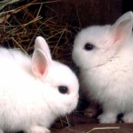 Шок! Шведы используют кроликов как биотопливо.