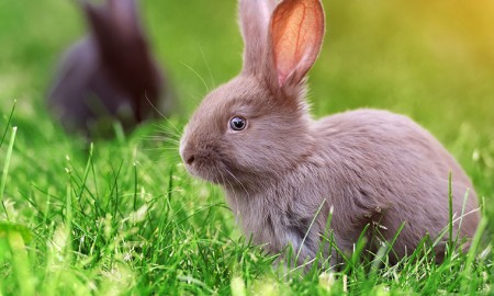 Кролики возможно стали главными переносчиками коронавируса из Уханя