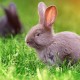 Кролики возможно стали главными переносчиками коронавируса из Уханя