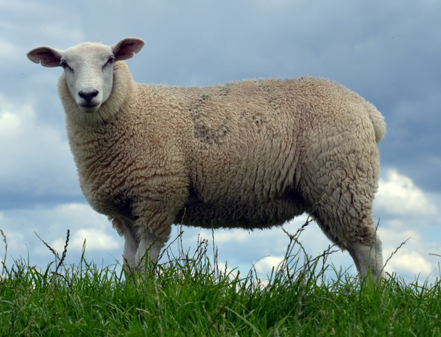Овца, каракуль, свакара, мутон фото