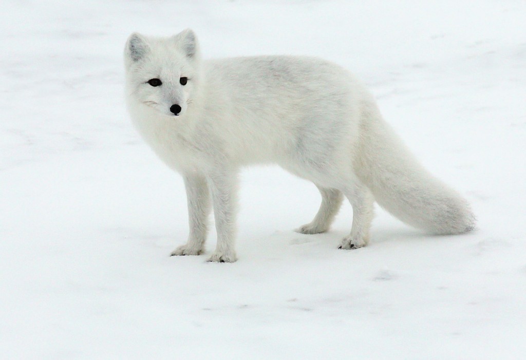 Песец фото на снегу (арктическая полярная лиса)