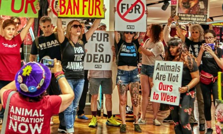 Защитники прав животных напали на магазин Dolce & Gabbana в Торонто