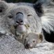 Австралийские ученые нашли ранее не изученных «родственников» коал с большими меховыми ушами